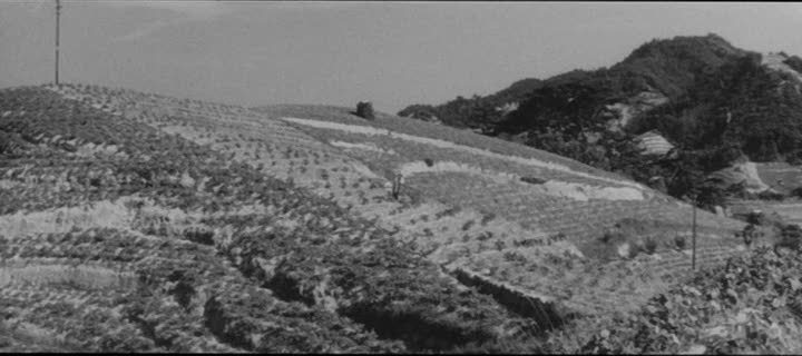 The Nihilistic Cinephile