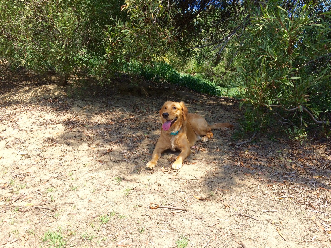 ciaraskellington:  Ditching on Fridays to hang out with dogs should become a thing.