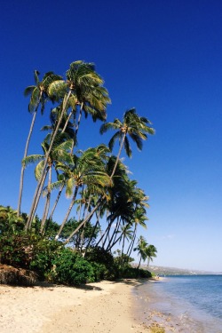 👋 from hawaii 🌴😎