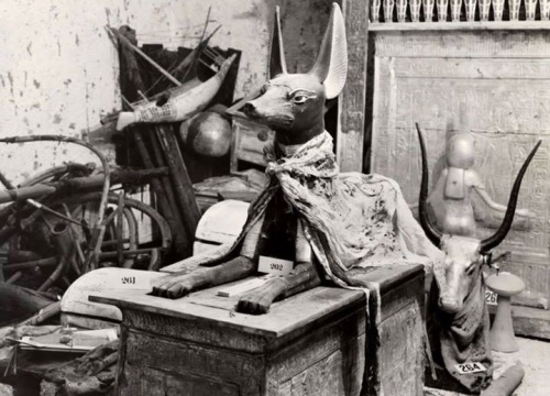 starxgoddess: The actual Anubis statue excavated from the tomb of Tutankhamun (Howard Carter 1922)