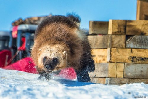 typhlonectes: Wolverines and Climate Change  WCS aerial and ground surveys have documented wolverine