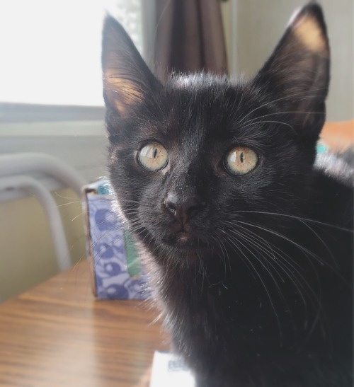 Luna is so beautiful it hurts