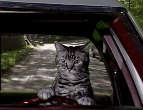gameraboy:Toonces, the Cat Who Could Drive a Car