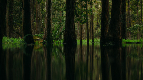 capturedphotos: Shingle Creek, Florida. The Orlando isn’t all about theme parks and such. Phot