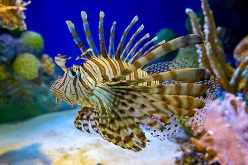 We ain’t “lion” when we say that lionfish are one of the most rapidly invasive fin