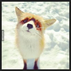 pinkkahi:  Cutest fox I’ve ever seen. 