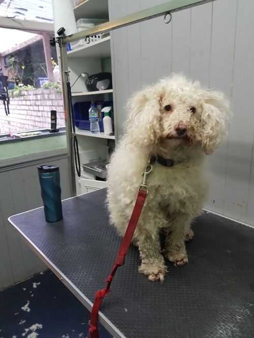 kushonthecoast: triggeredmedia: vadenspoo: grooming-tails:  Here is the most sweet patient lovely bo