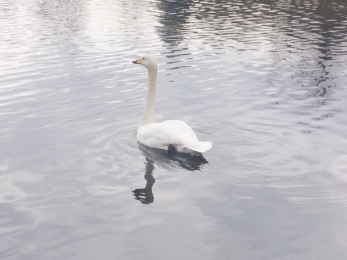 littlesoftheart:The swan was all alone in a lake in the middle of the winter