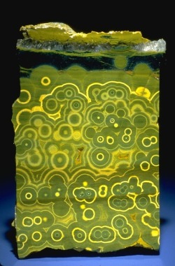 mineralists:  Slice of green and yellow orbicular agate from the National Mineral Collection 