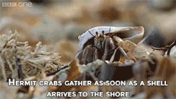 sizvideos:Hermit crab housing chainVideo - Via Siz iOS app