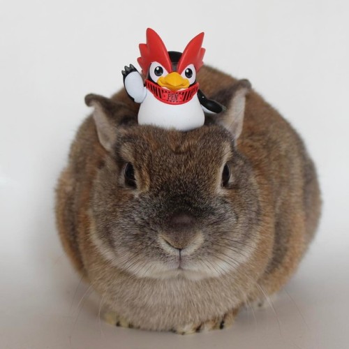 Pengin on the bunny. #のせうさぎ #konatsu #usagi #bunny #rabbit # # #うさぎ #bunniesworldwide #follow #follo