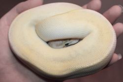 lewaka:  snakesenpai:  This weird little noodle is the newest addition to the family! Say hello to Pygmalion, the Ivory ball python!  awww cute bby&lt;333 