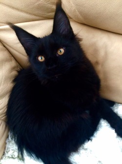 xtoxictears:  countessaudronasha:  abovethestaaars:Bagheera  awwwww &lt;3 &lt;3 &lt;3  HE LOOKS LIKE A WEREWOLF &lt;3 