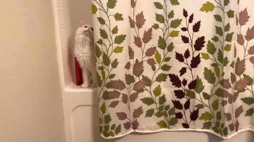 josephsbabies:Bluebell likes my new shower curtain