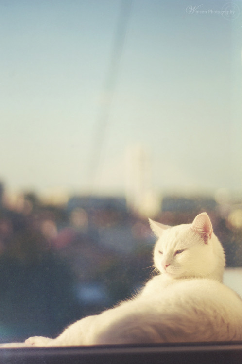 dianostalgico:  vintage photographs
