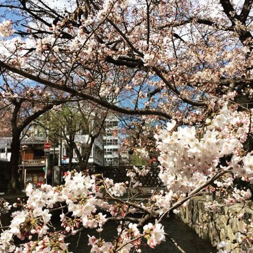 京都 高瀬川 2017.04.02