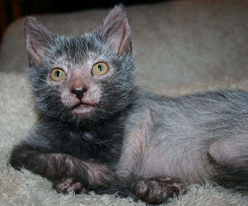 nailedxshut:  mermaidbootyqueen:  xgotterdammerungx:  exostellar: Rise of the Werewolf Cats: a New Breed Is Born “There’s a new breed of cat silently lurking in the moonlight: the Lykoi, or Werewolf Cat (lykoi from the Greek word meaning “wolf”