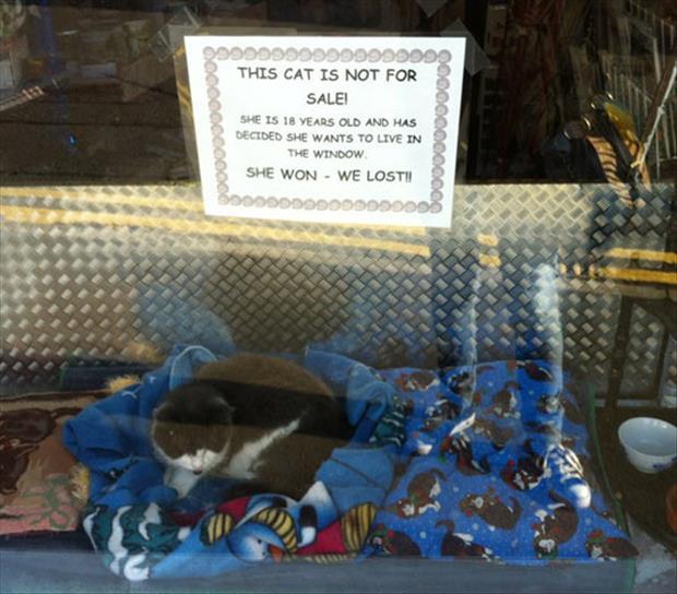 foreverdai:  Esta gata no está a la venta! Tiene 18 años y ha decidido que quiere 