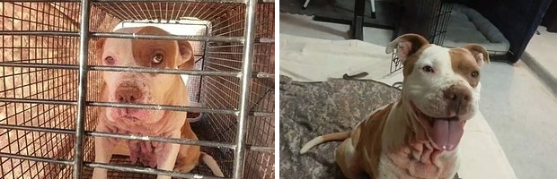 catsbeaversandducks:  &ldquo;Saving one animal’s life won’t make a difference