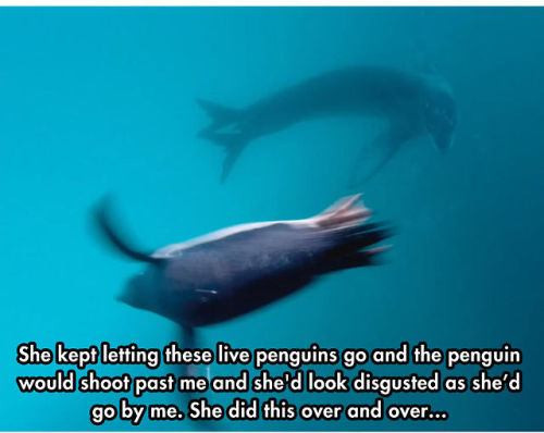 monetizeyourcat:   magicpottybaby:  sizvideos:  TL;DR : Watch this incredible story in video  holy fuck! so how did the penguins taste?????  this is the cutest video in the entire world. this seal is just so afraid for this dumb weird baby she thinks