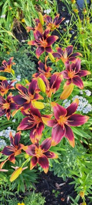 shelovesplants:Tiger lilies🏵