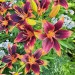shelovesplants:Tiger lilies🏵