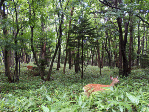 Shika deer in the forest of Shiretoko Peninsula,Hokkaido,Japan 知床 森の鹿 by skm_390
