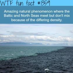 wtf-fun-factss:  Where Two seas don’t mix…nature