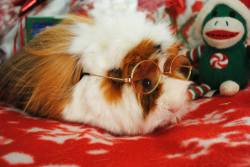 guineapiggies:  Crazy Haired Christmas by