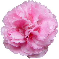 transparent-flowers:  Pink Carnation. (x).