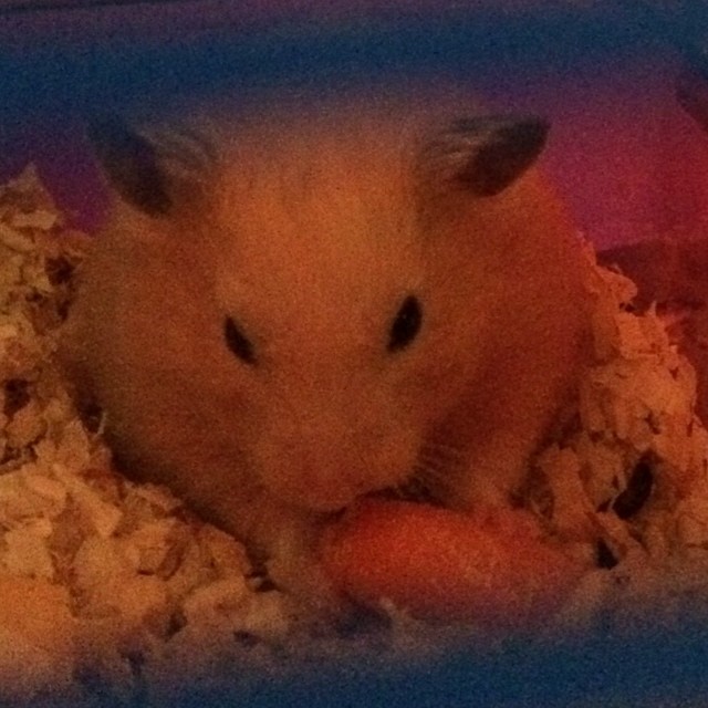 Fat Hammy Ball 🐹 #allthickinthishouse #eatinggood #lookingbeddaa #hammy #chunkygero