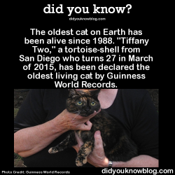 did-you-kno:  Guinness World Records’ Oldest Living CatTo put her age in perspective, when Tiffany Two turns 27 next month, she will have lived the equivalent of 125 human years.   Read More/Source