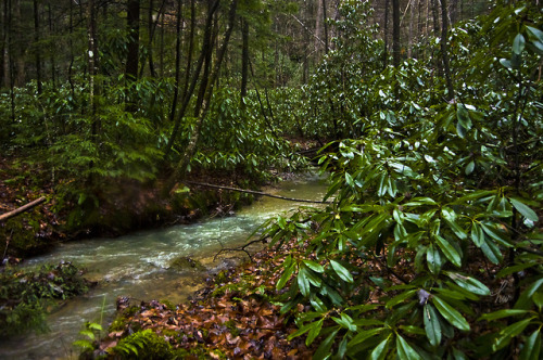 frolicingintheforest:Lush! Help me save this wilderness!Learn more about this forest, and my mission