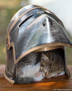 thedreadpiratejames: knight: rides into battle without helmet everyone: gives him strange looksknight: “kitty was sleeping in it”everyone: nods in agreement