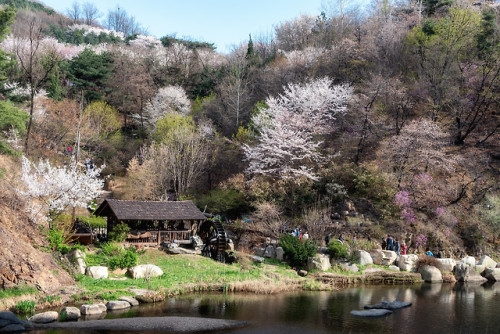 Cherry blossoms on Ansan Mountain, Seodaemun.