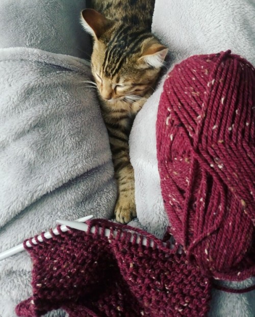 eryanemaquine: Nothing better than knitting on a cold autumn day with my little cat in my lab while 