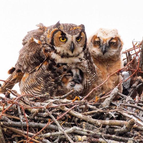 trashzy: Great Horned Owl Hmm, is that a small bird’s leg protruding from the mouth of the fle