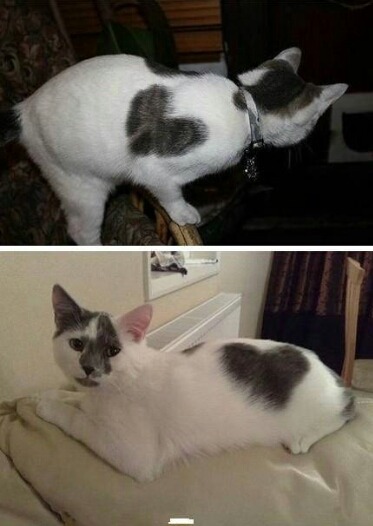 They wear their heart on the outside to showb their love for we humans! ♡♥♡