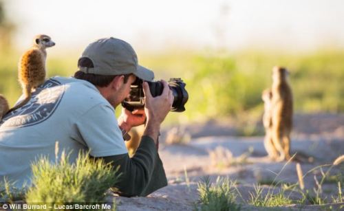 catsbeaversandducks:  The perks of being a wildlife photographer.