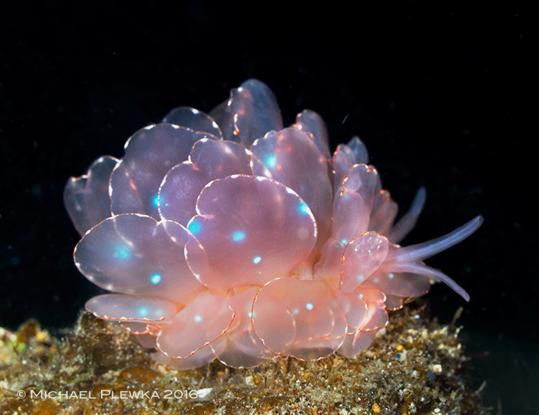 isopoducky:the cyerce elegans sea slug srsly has no business looking this ethereal