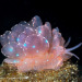 isopoducky:the cyerce elegans sea slug srsly has no business looking this ethereal