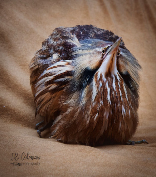 The American Bittern may be the most hilarious looking bird ever. by Jessica Coleman American Bitter