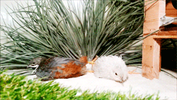 ashycat:  fat-birds:  Peep and Peep Peep enjoying a sand bath in the sun.  One of my favorite bird species - other than owls and other birds of prey. Is the Quail. They’re such adorable creature.