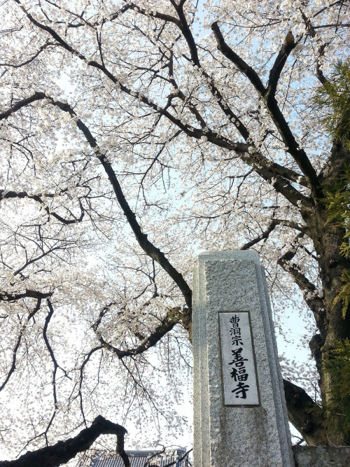 桜＠善福寺 2014-4-1By : tomosuke214