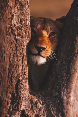 r2&ndash;d2:  Lion in a tree by (Exodus Travels) 