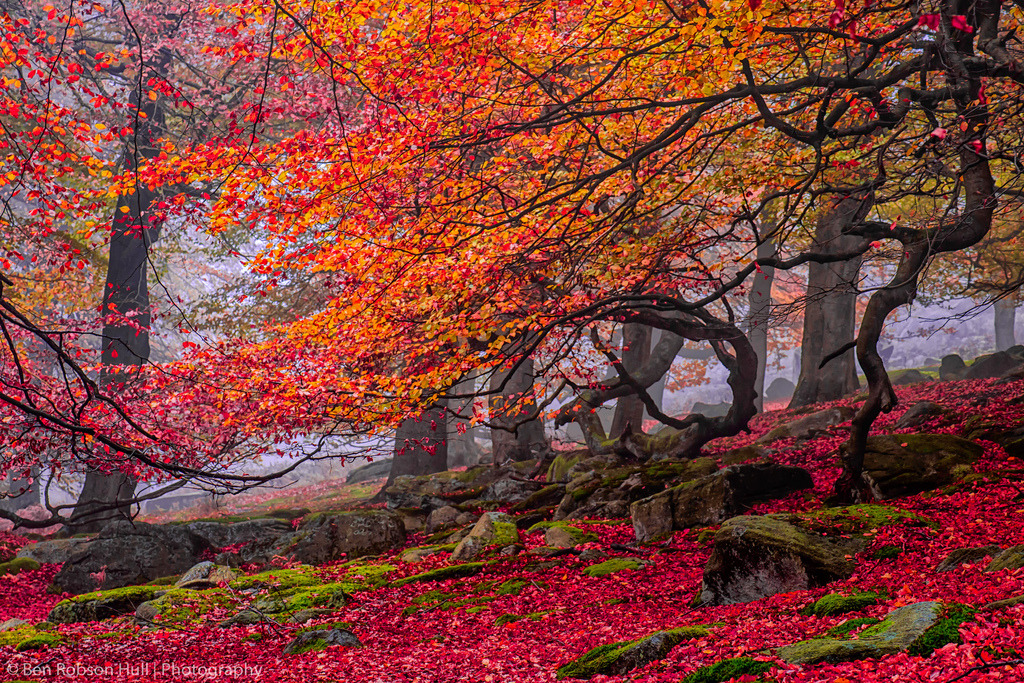 woodendreams:  (by Ben Robson Hull)