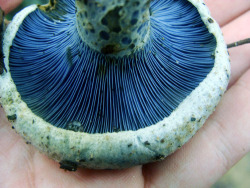 effervescentvibes:  effervescentvibes:  effervescentvibes:  effervescentvibes:  themagicfarawayttree:  Indigo Milky Mushroom  good vibrations here  good vibrations here  good vibrations here   ☮good vibrations hereॐ