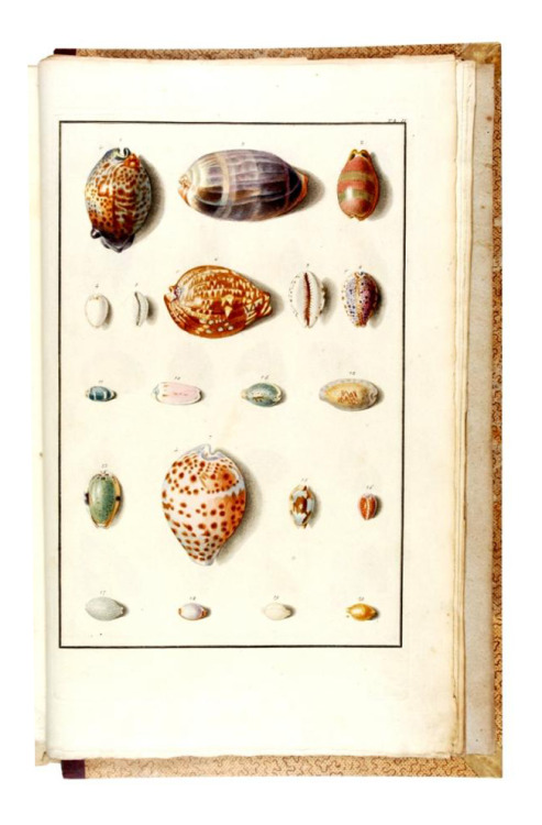 Shells in the imperial collection in Vienna, “Testacea Musei Caesarei Vindobonensis”,1780. Engraved 
