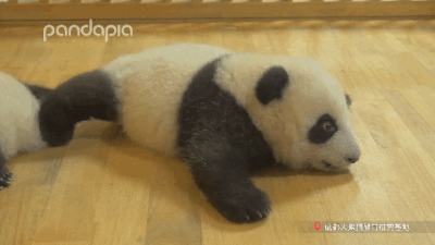 99 Of A Panda S Diet Consists Of Cuteness