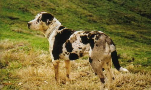 foxinu:Catahoula Leopard Dog